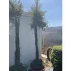 Kandeláber izzóval forma / Lonicera Nitida (250 cm)