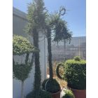 Kandeláber izzóval forma / Lonicera Nitida (250 cm)