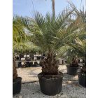 Chilei mézpálma (300 cm)