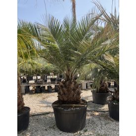 Chilei mézpálma (300 cm) Chilei mézpálma (300 cm)