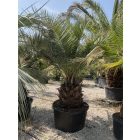 Chilei mézpálma (300 cm)