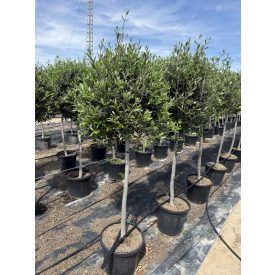 Olajfa (1,6-1,8 méter magas) Olajfa (1,6-1,8 méter magas)