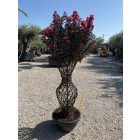 Kínai selyemmitrusz kics váza (180 cm)