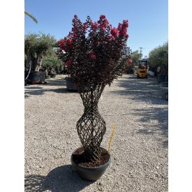 Kínai selyemmitrusz kics váza (180 cm) Kínai selyemmitrusz kics váza (180 cm)