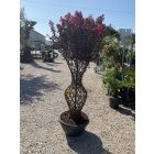 Kínai selyemmitrusz kics váza (180 cm)