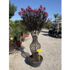 Kínai selyemmitrusz kics váza (180 cm)