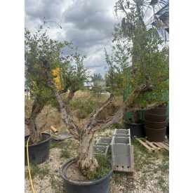 Gránátalma (250-270 cm magas) Gránátalma (250-270 cm magas)