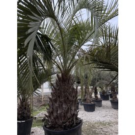 Butia odorata (110 cm törzs) Butia odorata (110 cm törzs)