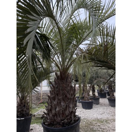 Butia odorata (110 cm törzs)