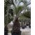 Butia odorata (110 cm törzs)
