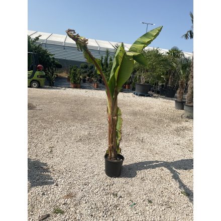 Musa Maurelii Red banán (170 cm magas)