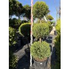 Leylandi Ciprus 3 Gömbös sárga (150 cm)