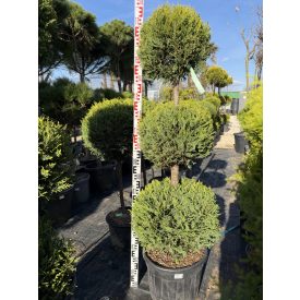 Leylandi Ciprus 3 Gömbös sárga (150 cm)