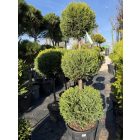 Leylandi Ciprus 3 Gömbös sárga (150 cm)