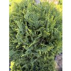 Leylandi Ciprus 3 Gömbös sárga (150 cm)