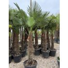 Japán kenderpálma (100-120 cm törzs)