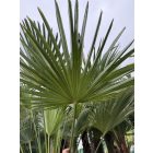 Japán kenderpálma (100-120 cm törzs)