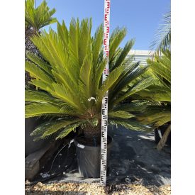 Cycas revoluta (130-150 cm magas) Cycas revoluta (130-150 cm magas)