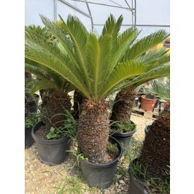 Cycas revoluta (110-130 cm magas)