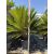 Cycas revoluta (130-150 cm magas)
