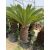 Cycas revoluta (110-130 cm magas)
