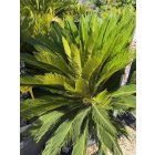 Cycas revoluta (130-150 cm magas)