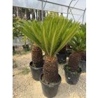 Cycas revoluta (110-130 cm magas)