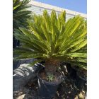 Cycas revoluta (130-150 cm magas)