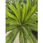 Cycas revoluta (110-130 cm magas)