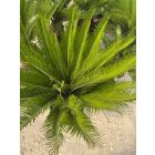 Cycas revoluta (110-130 cm magas)