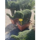 Elefánt forma / Ligustrum Jonandrum (120 cm)