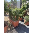 Elefánt forma / Ligustrum Jonandrum (120 cm)