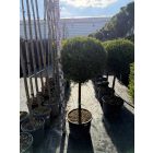 Leylandi Ciprus 1 Gömbös sárga (140 cm)