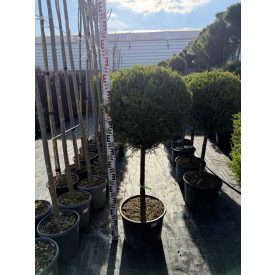 Leylandi Ciprus 1 Gömbös sárga (140 cm)