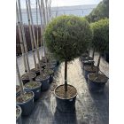 Leylandi Ciprus 1 Gömbös sárga (140 cm)