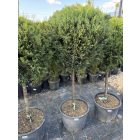 Leylandi Ciprus 1 Gömbös sárga (140 cm)