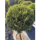 Leylandi Ciprus 1 Gömbös sárga (140 cm)