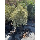 Kecskerágó “Golden” (120-130 cm)