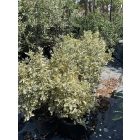 Kecskerágó “Golden” (120-130 cm)