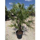Lószőrpálma (170-190 cm magas)