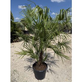 Lószőrpálma (170-190 cm magas) Lószőrpálma (170-190 cm magas)