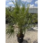 Lószőrpálma (170-190 cm magas)