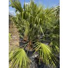 Lószőrpálma (170-190 cm magas)