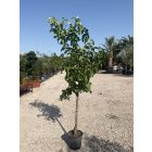 Citrom (180-220 cm magas)