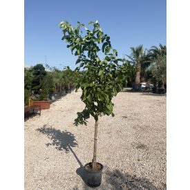 Citrom (180-220 cm magas)