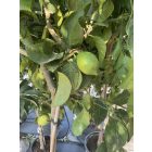 Citrom (180-220 cm magas)