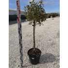 Tarkalevelű Magyal Törzses