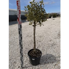 Tarkalevelű Magyal Törzses