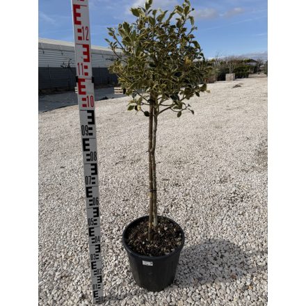 Tarkalevelű Magyal Törzses