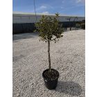 Tarkalevelű Magyal Törzses